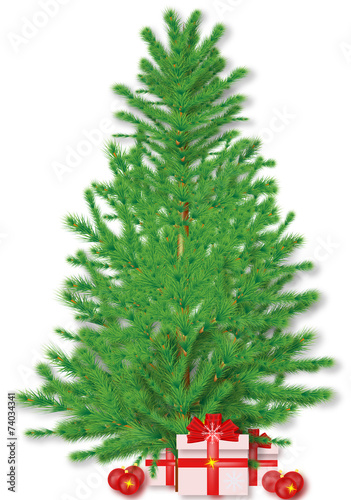 fir vector isolated