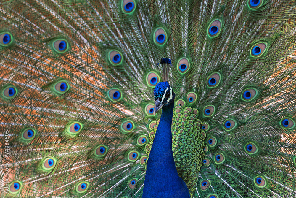 Obraz premium Peacock