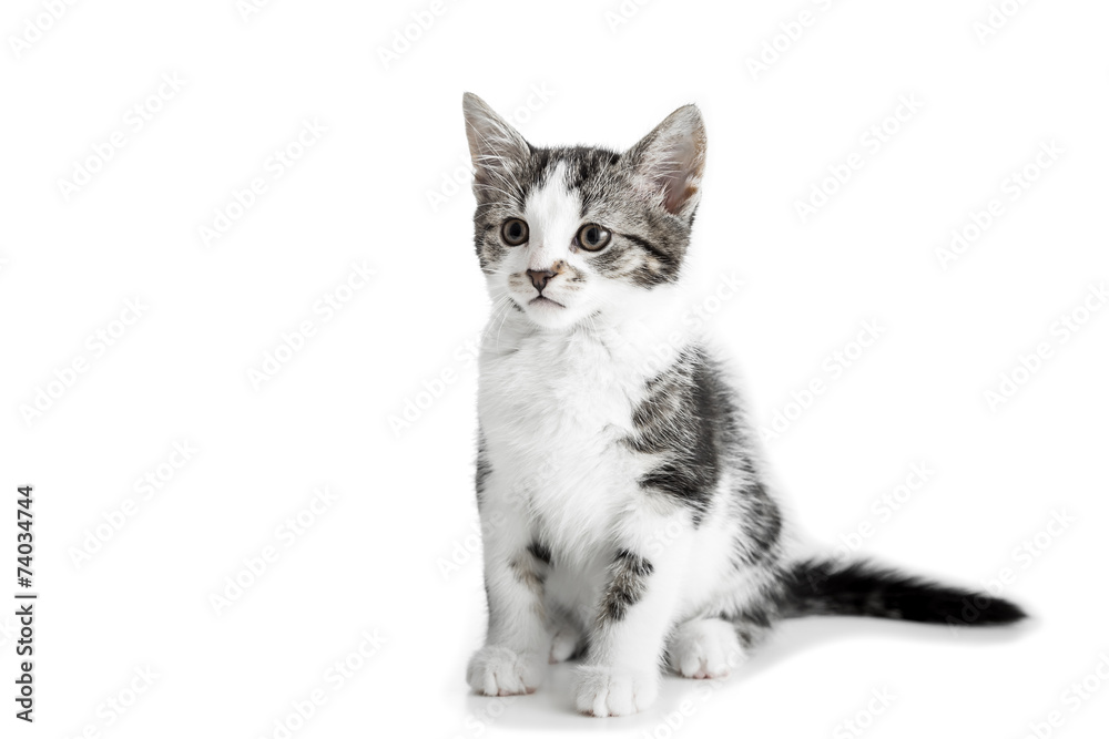Small gray kitten on white background
