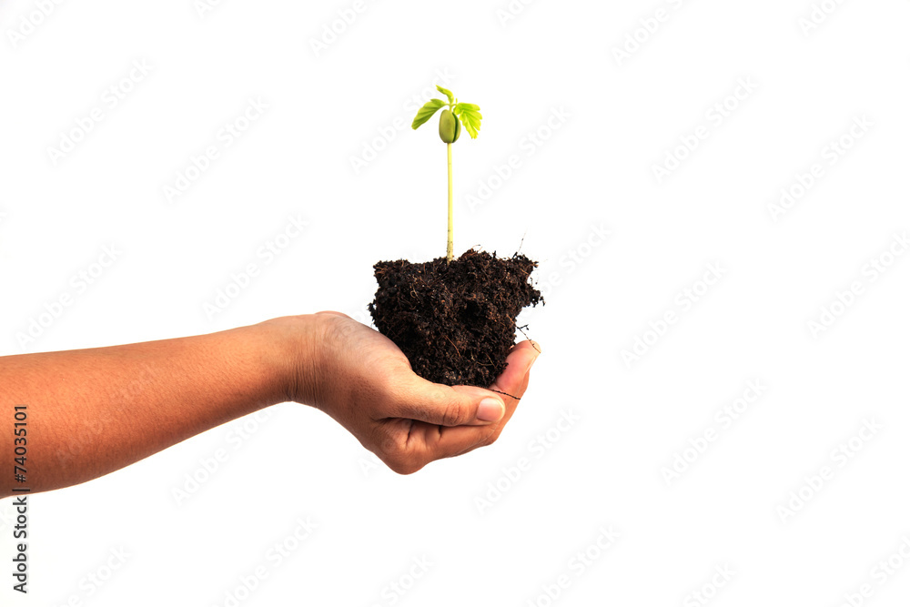 Hand holding young plant with soil isolated on white background Hand holding young plant with soil isolated on white background