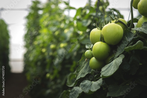 tomato
