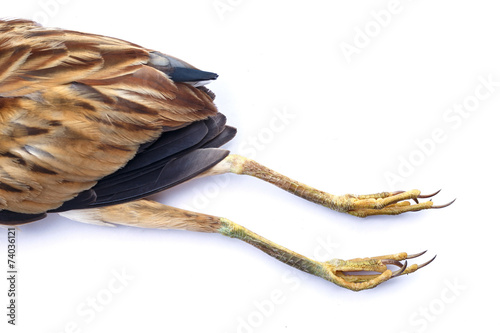 Dead bird isolated on white background