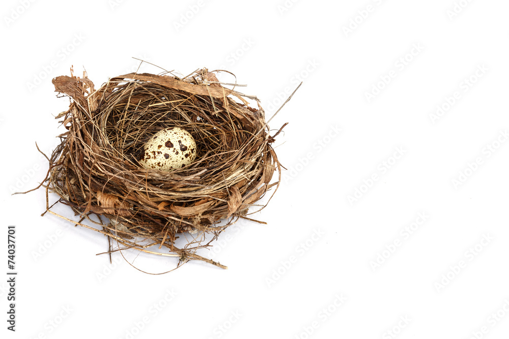 Obraz premium Quail eggs in the nest isolated on white background