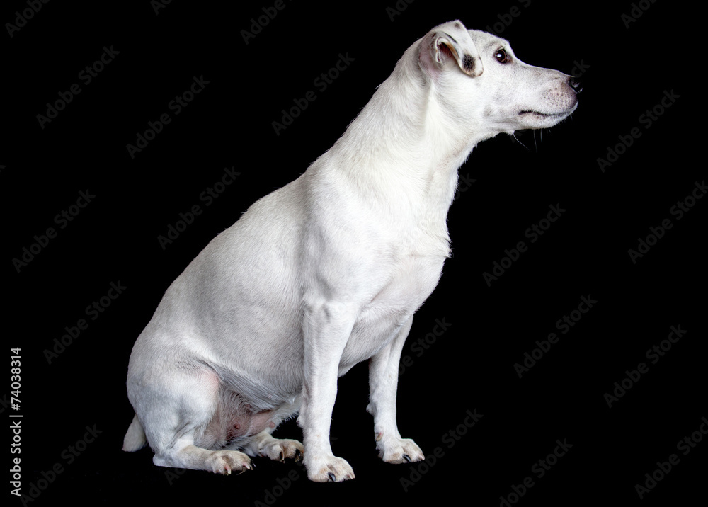 Jack Russel Terrier Jack Russel Terrier