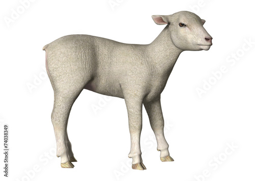 Lamb on White