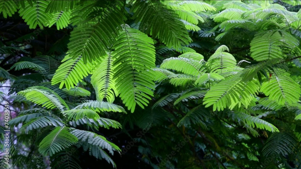 Leaves of the mimosa tree moved slowly in the wind