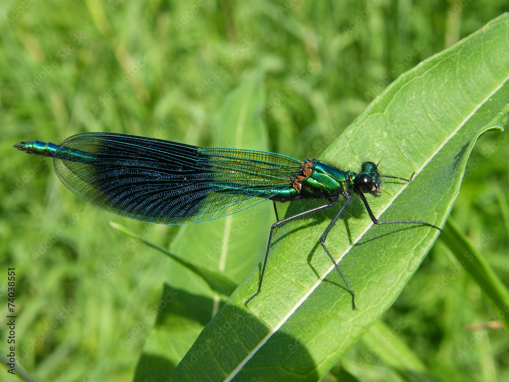 Banded Demoiselle Damselfly Banded Demoiselle Damselfly