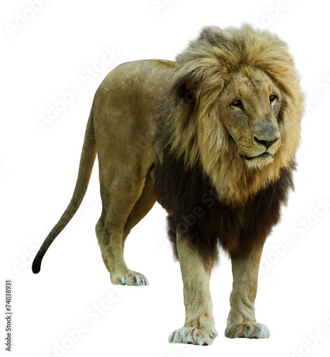 Fototapeta Naklejka Na Ścianę i Meble -  Adult male lion. Isolated  on white