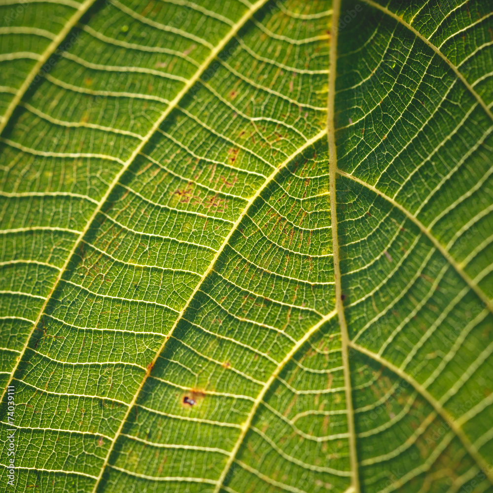 Obraz premium Green leaf texture background