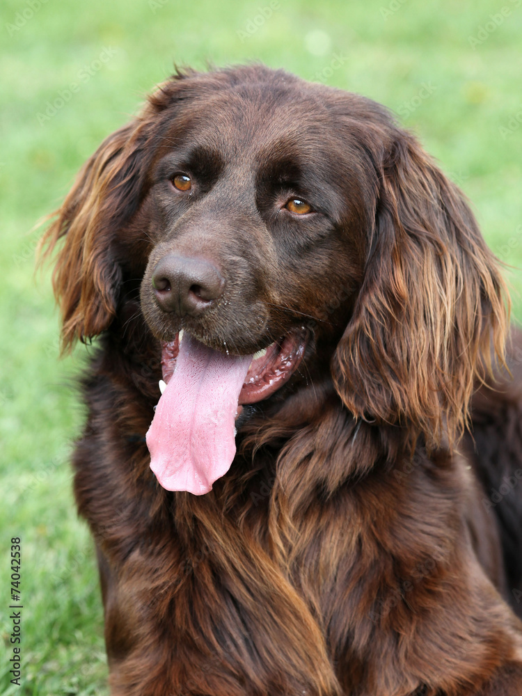 Portrait of German Long-haired Poiting Dog
