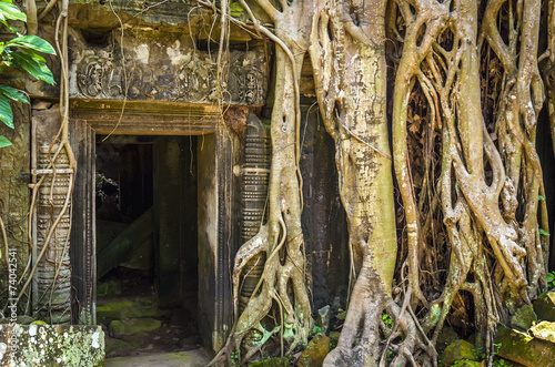 Ta Prohm Temple in Angkor Wat, Tomb Raider Temple, Cambodia photo