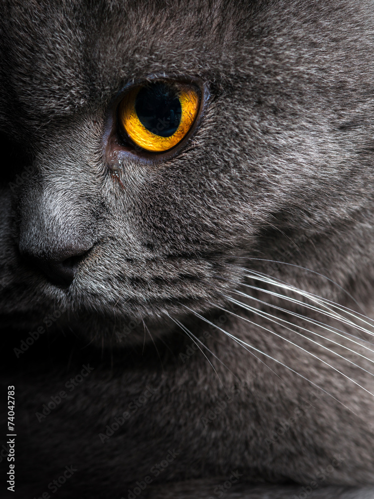 custom made wallpaper toronto digitalBritish shorthar face close up.