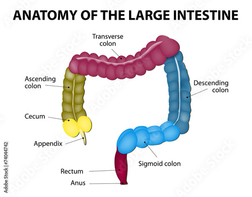 large intestine. Human anatomy