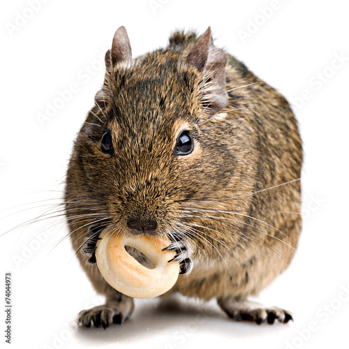 Fotografie hamster gnawing bake