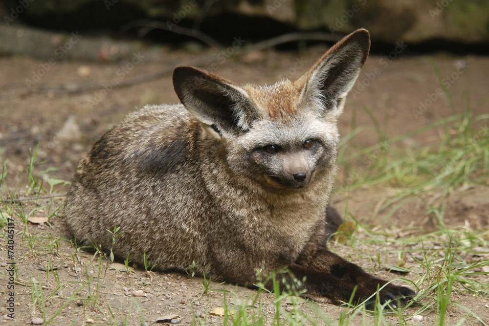Fototapeta premium Bat-eared fox (Otocyon megalotis).