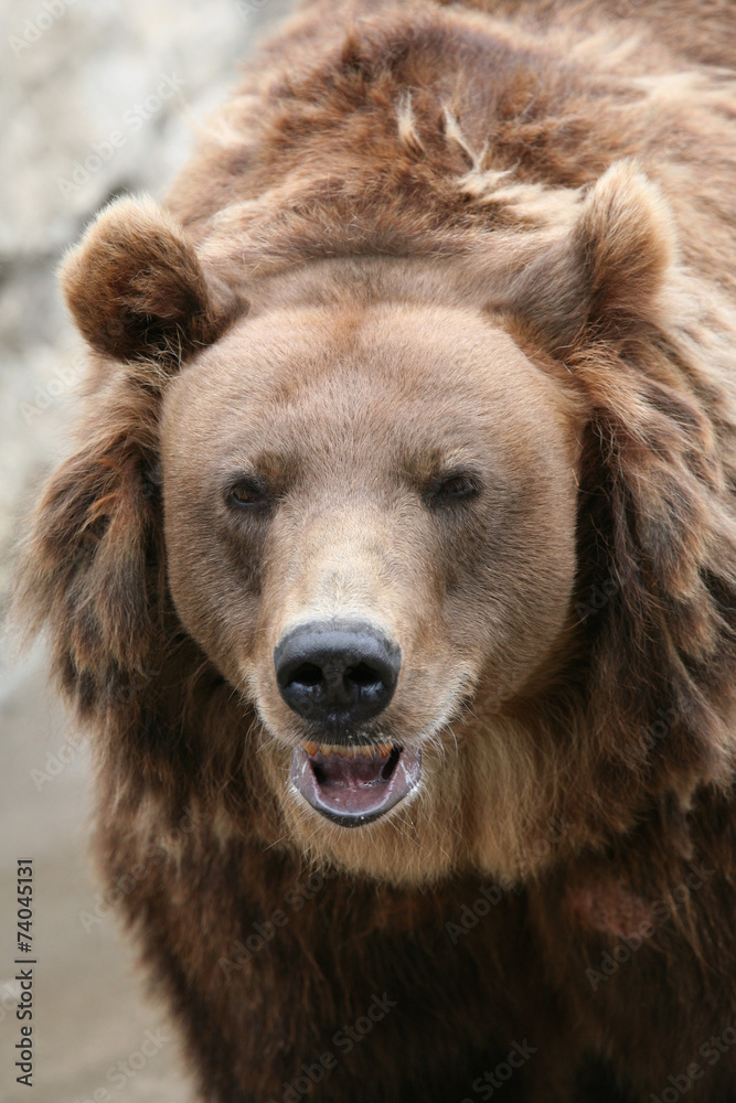 Female Kamchatka brown bear (Ursus arctos piscivorus).