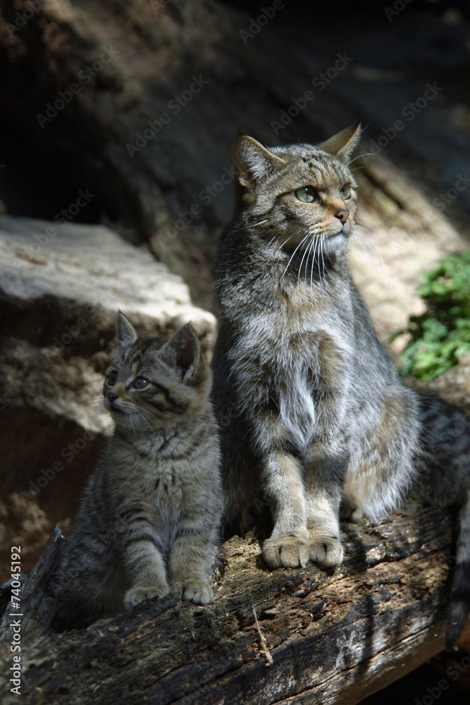 European wildcat (Felis silvestris silvestris) with a kitten.