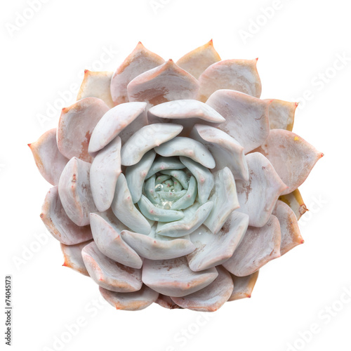 Sempervivum; photo