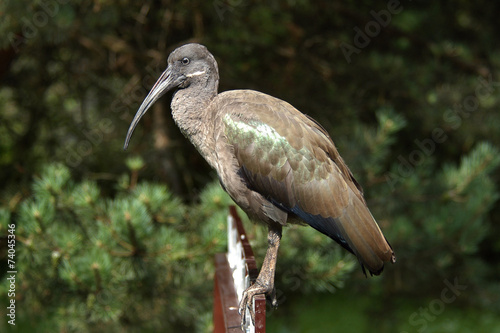 Hadada ibis (Bostrychia hagedash).. photo