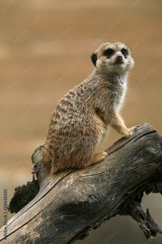 Fototapeta premium Meerkat (Suricata suricatta), also known as the suricate.