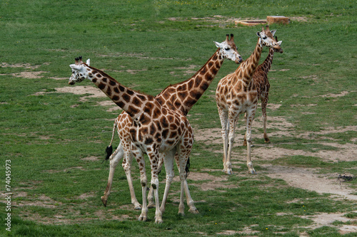 Fototapeta Naklejka Na Ścianę i Meble -  Four giraffes (Giraffa camelopardalis). .