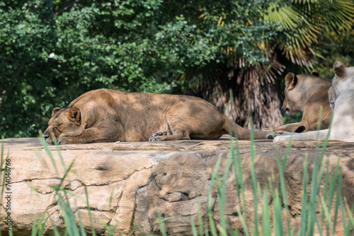 Group of lions resting on a rock  in the shade of the vegetation