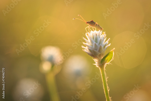 Grasshopper is on the grass flower