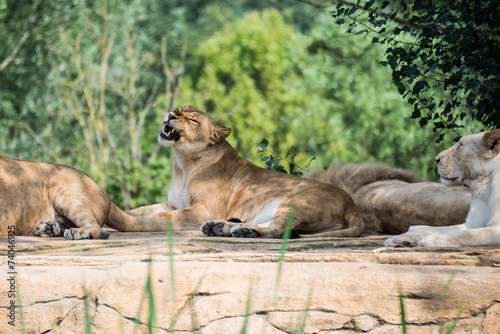 Group of lions resting on a rock  in the shade of the vegetation