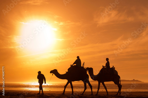 silhouettes of camels at sunset