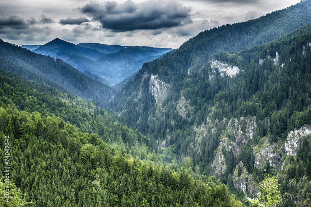 Obraz premium Beautiful summer landscape with mountains and pines