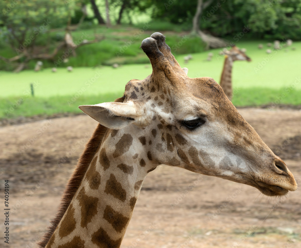 Fototapeta premium giraffe