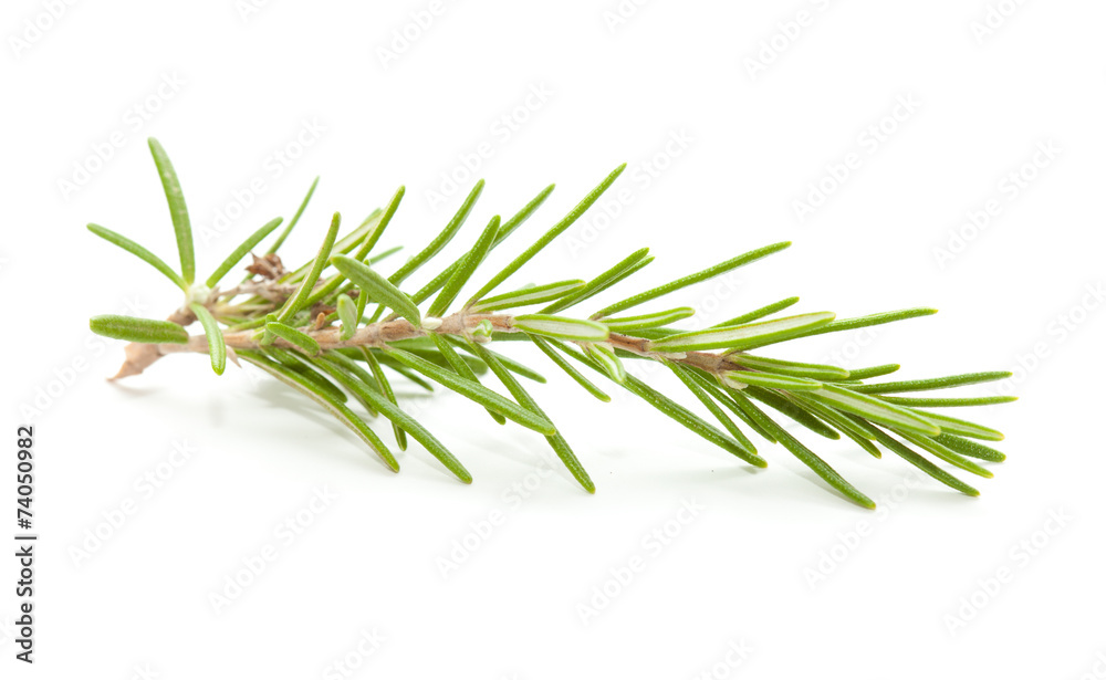 rosemary isolated