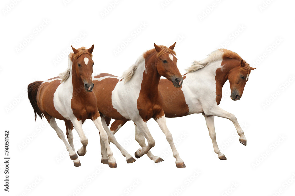Fototapeta premium Three skewbald horses galloping isolated