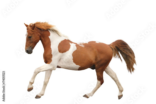 Fototapeta Naklejka Na Ścianę i Meble -  Skewbald pony galloping isolated on white