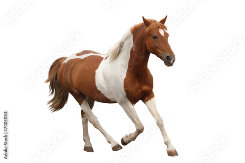 Skewbald pony galloping isolated on white