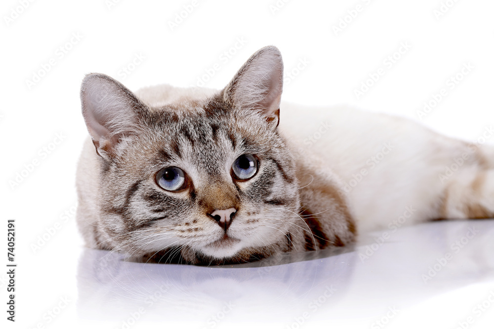 Striped blue-eyed cat