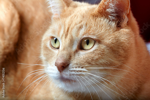 Ginger domestic cat