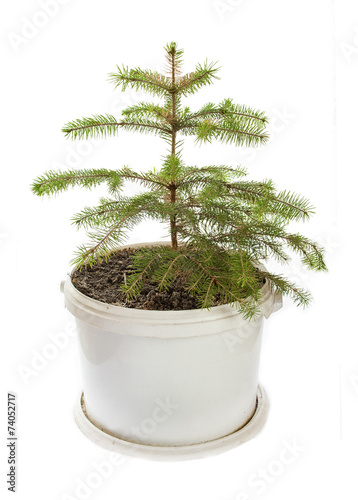 Little pine in flowerpot on white background