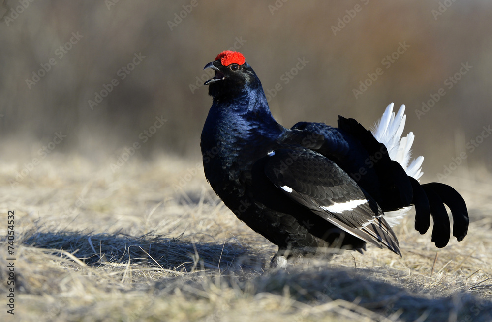 Portrait of a Gorgeous lekking black grouse (Tetrao tetrix). Portrait of a Gorgeous lekking black grouse (Tetrao tetrix).