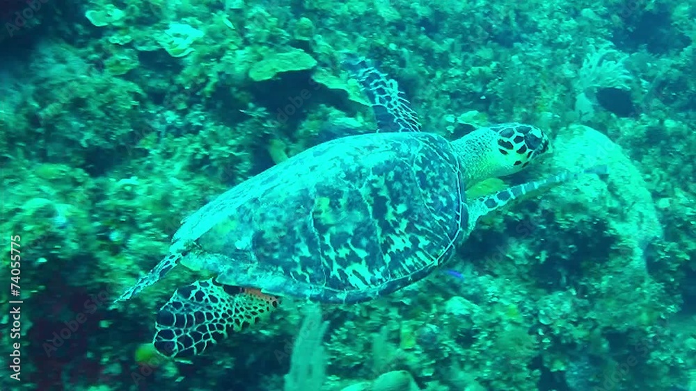 Tartaruga