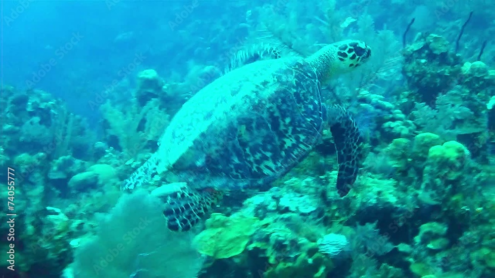 Tartaruga