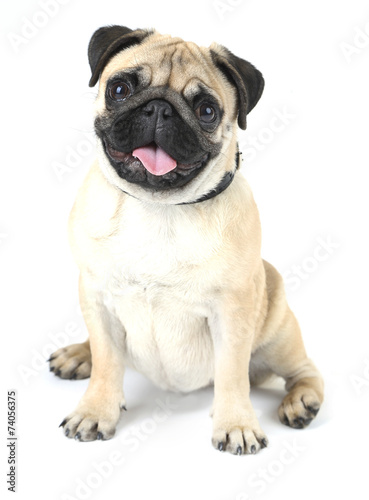 Funny  cute and playful pug dog isolated on white