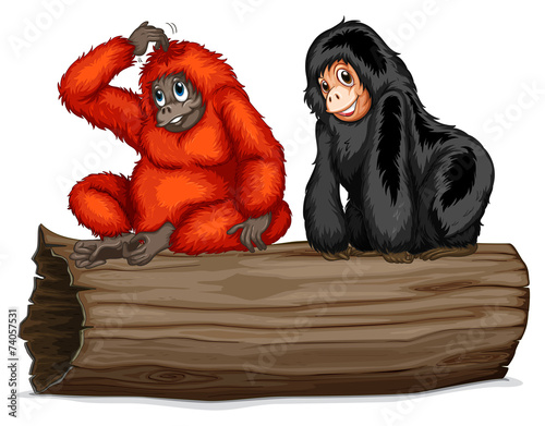 Chimpanzee