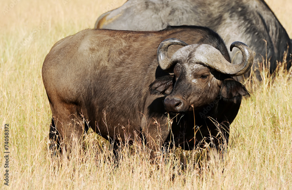 Cape Buffalo on the Masai Mara in Africa
