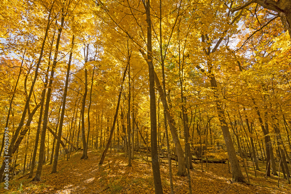 Beneath a Sea of Yellow