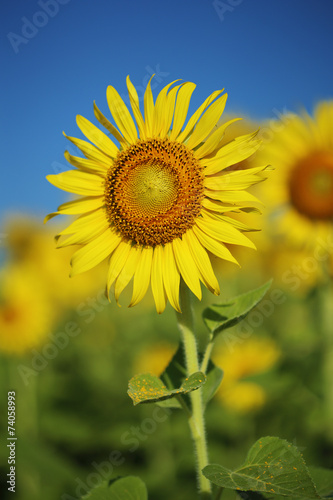 Fototapeta Naklejka Na Ścianę i Meble -  sunflower in field