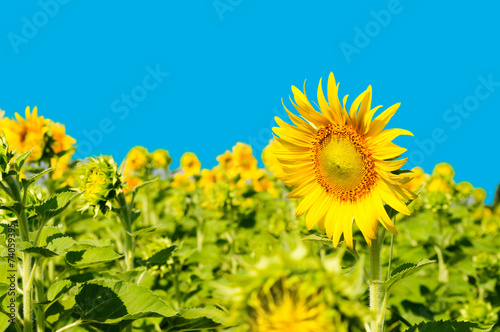 Close-up of sunflowers on field