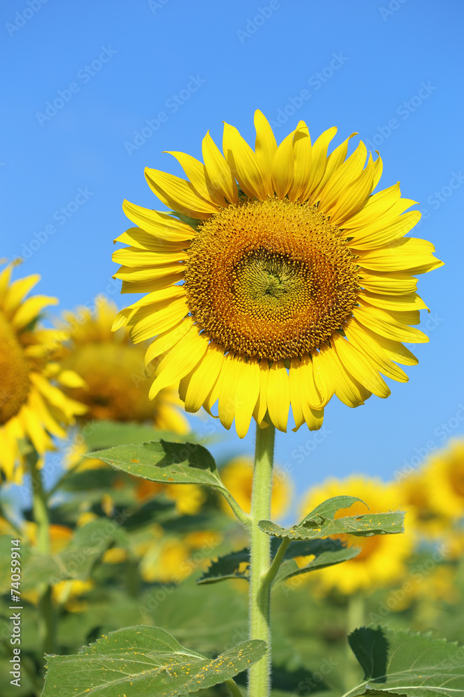 sunflower in field