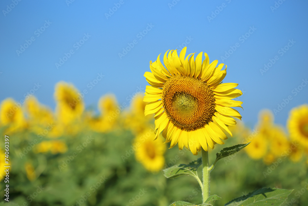 sunflower in field