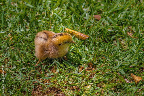 Chick, South Africa, November 30, 2014. © kamira